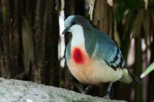 Luzon Bleeding-Heart