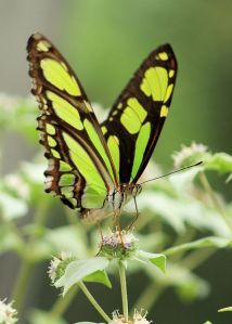 Malachite - Brookside Gardens, Wings of Fancy Exhibit Malachite - Brookside Gardens, Wings of Fancy Exhibit